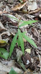 Parsonsia heterophylla