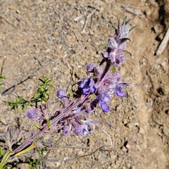 Trichostema lanatum