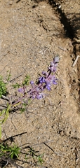 Trichostema lanatum