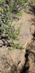 Trichostema lanatum
