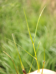 Potamogeton trichoides