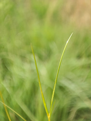 Potamogeton trichoides