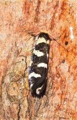 Lepidoscia confluens