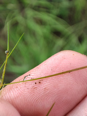 Potamogeton trichoides
