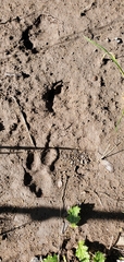 Puma concolor couguar