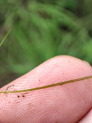 Potamogeton trichoides