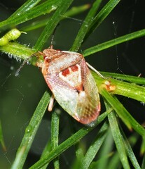 Eupolemus angularis