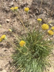 Erigeron bloomeri bloomeri