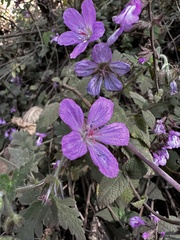 Geranium potentillifolium