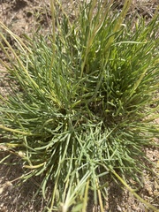 Erigeron bloomeri bloomeri
