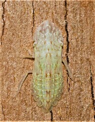 Ledromorpha
