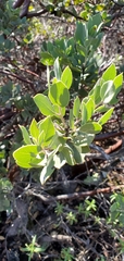 Arctostaphylos glandulosa