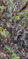 Arctostaphylos glandulosa