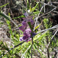 Trichostema lanatum