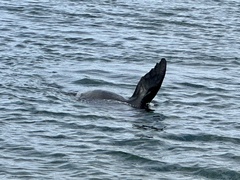 Arctocephalus forsteri