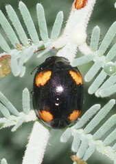 Peltoschema tetraspilotum