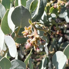 Arctostaphylos glauca
