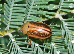 Calomela parilis