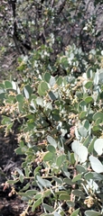 Arctostaphylos glauca