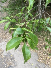 Elaeocarpus obovatus