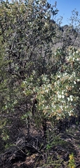 Arctostaphylos glauca