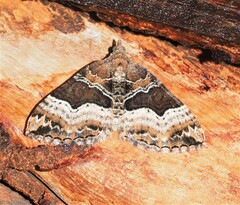 Chrysolarentia lucidulata