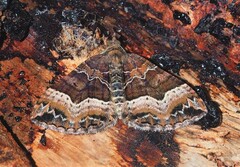 Chrysolarentia lucidulata
