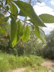 Elaeocarpus obovatus