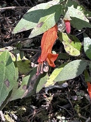 Clinopodium macrostemum