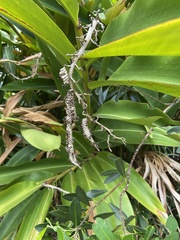 Ropalidia revolutionalis