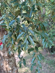 Castanopsis acuminatissima
