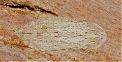 Ledromorpha