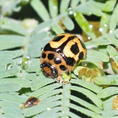 Peltoschema oceanicum