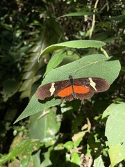 Heliconius clysonymus montanus