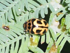 Peltoschema oceanicum