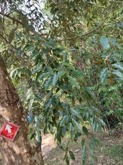 Castanopsis acuminatissima