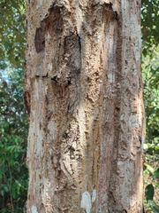 Castanopsis acuminatissima