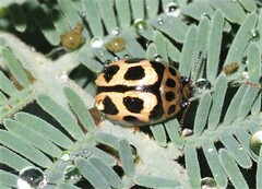 Peltoschema oceanicum