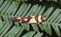 Macrobathra chrysotoxa
