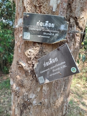 Castanopsis acuminatissima