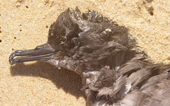 Ardenna tenuirostris