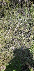 Adenostoma fasciculatum