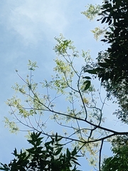 Toxicodendron succedaneum