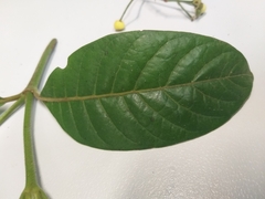 Psychotria loniceroides