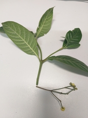 Psychotria loniceroides
