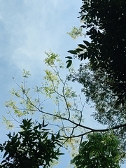 Toxicodendron succedaneum