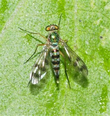 Heteropsilopus ingenuus