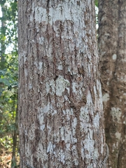 Toxicodendron succedaneum