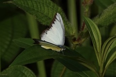 Appias lyncida