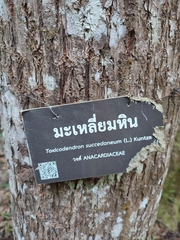 Toxicodendron succedaneum